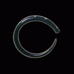 Plain claw with dots ::IR1B::